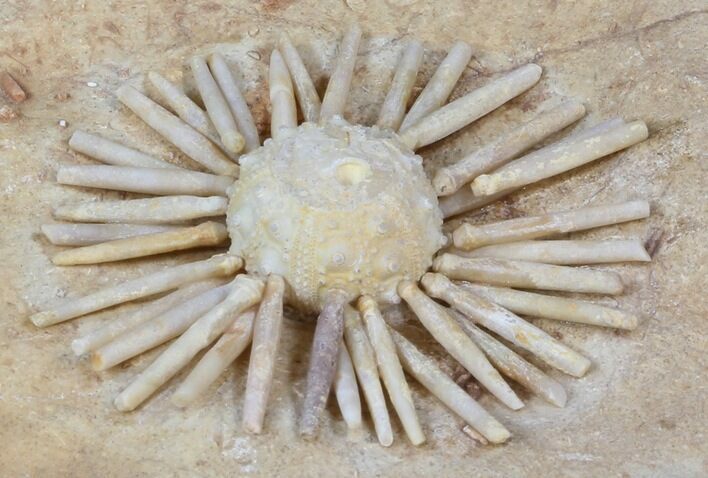 Wide Salenia Urchin Fossil - Late Cretaceous #39143